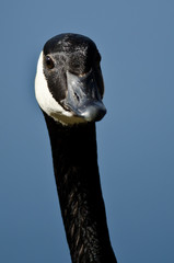 Close Up of Canada Goose Making Eye Contact