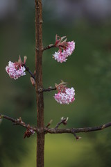 Early pink blossoms of the bodnant viburnum (Viburnum x bodnantense)