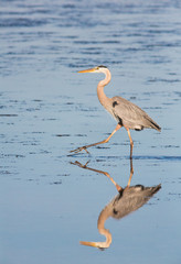 Hunting Heron Reflection