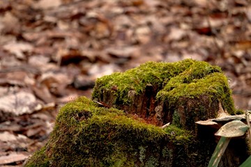 苔むす切株