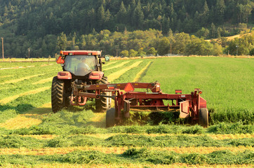 Fototapeta premium Alfalfa Cut