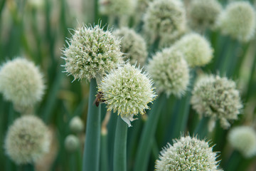close up of green onion head blooming at field