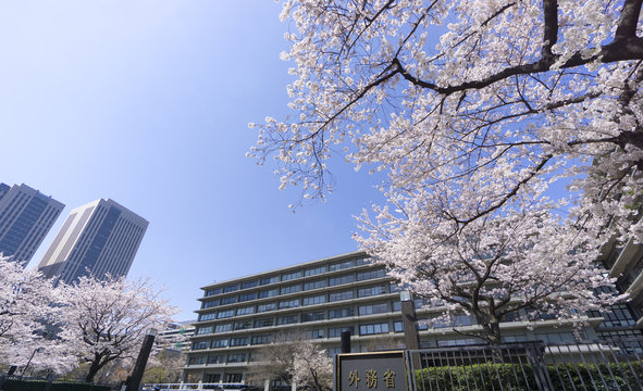外務省　満開の桜　ソメイヨシノ