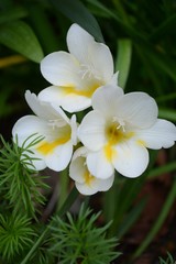 フリージアのアップ