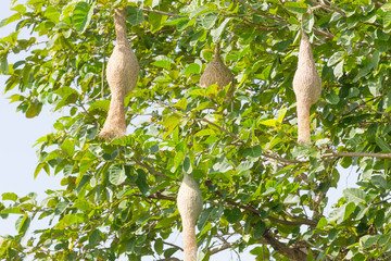 Baya weaver bird nest