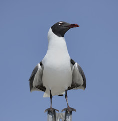 Fototapeta premium Franklin's Gull