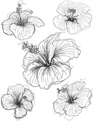 Hibiscus flower sketches