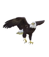 American Bald Eagle