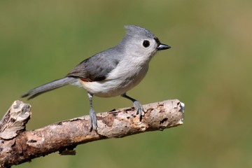 Titmouse On A Stick