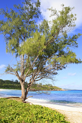 Fototapeta na wymiar Beautiful pine on the beach Anse Cocos.