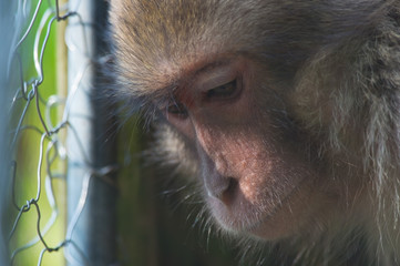捕まったニホンザル-Macaca fuscata