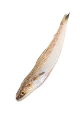 ワニエソ-Saurida wanieso