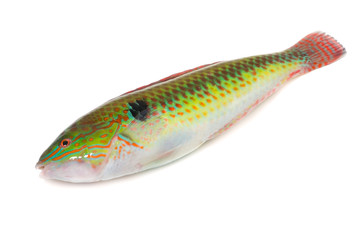 キュウセン-Halichoeres poecilopterus