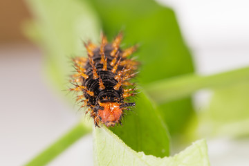 Caterpillar of great eggfly butterfly