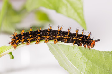 Caterpillar of great eggfly butterfly