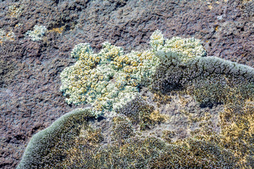 Lichen grows on the side of a boulder