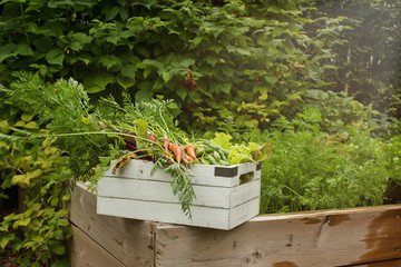 Organic Garden Harvest