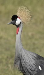 Kenya Africa Amboseli reserve, crowned cranes