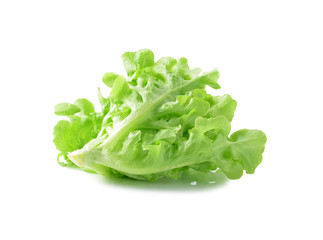 lettuce on white background