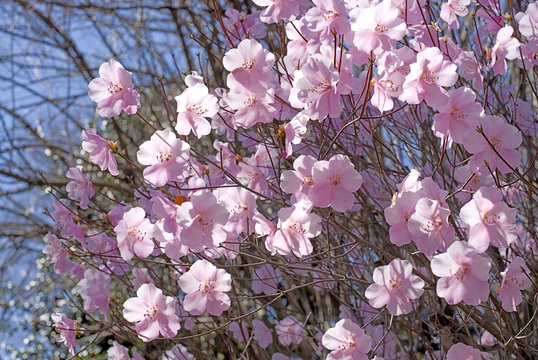 ヤシオツツジ の画像 165 件の Stock 写真 ベクターおよびビデオ Adobe Stock