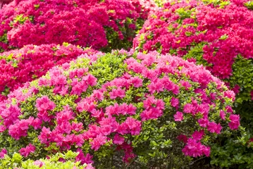 Gartenposter Blumen und Pflanzen Rosa und rote Azaleenblüten