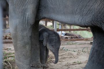 Closeup young elephant protected by mother elephant, Thailand