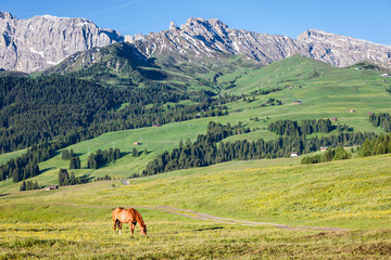 Horse at high mountains meadow