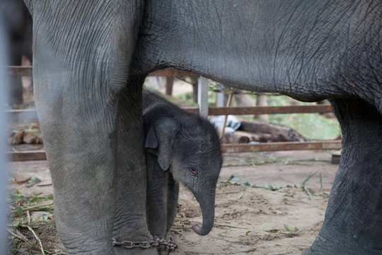 Fototapeta Closeup young elephant protected by mother elephant, Thailand