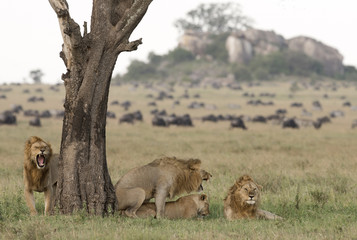 Serengeti National Park,  lions mating