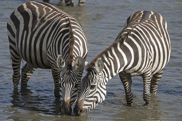 Fototapeta na wymiar Tanzania Serengeti National Park, zebra drinking.