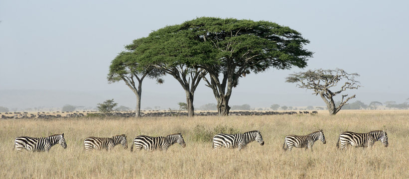 Fototapeta zebra and wildebeest.