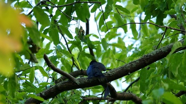 Greater racket-tailed drongo is resting and flying away