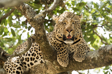 Naklejka premium Serengeti National Park, leopard