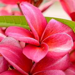 Red Plumeria spp. (frangipani flowers, Frangipani, Pagoda tree or Temple tree) on bright sunlight.