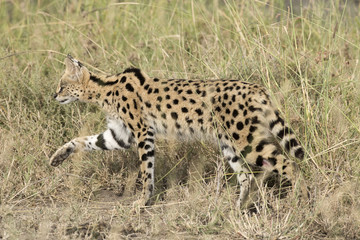 Africa, Tanzania Serengeti National Park,Serval cat