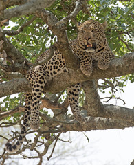 Fototapeta na wymiar Africa, Tanzania Serengeti National Park, leopard