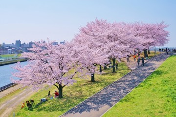 桜