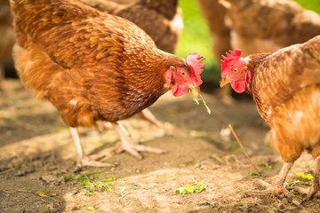 Hen in a farmyard (Gallus gallus domesticus)
