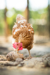 Hen in a farmyard (Gallus gallus domesticus)