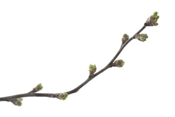 Knospen am Zeig einer Zierkirsche, freigestellt