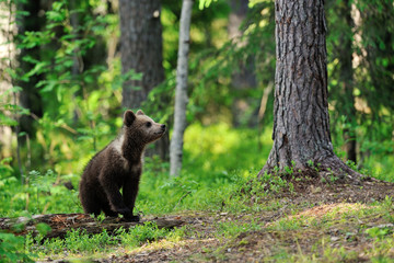 Brown bear cub in forest