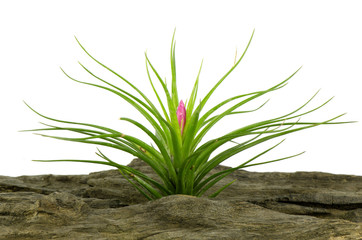 Tillandsia on white background.