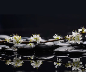 Naklejka na ściany i meble Branch sakura flowers with therapy stones 