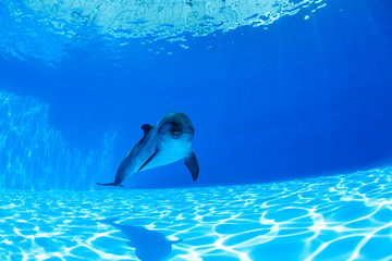 Dolphin swims under the water