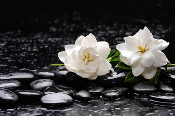 Obraz na płótnie Canvas Still life with two gardenia with candle on black pebbles 
