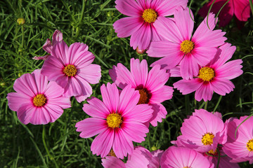 Pink cosmos flowers