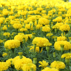 Yellow flower marigold