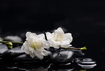 Obraz na płótnie Canvas Set of, sakura flowers with therapy stones 