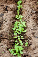 young green sprout in the soil, spring bed