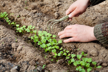 man hands with hoe cultivated of young green sprout in the soil
